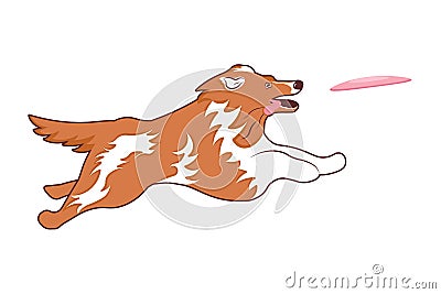 Cute collie dog jumping to catch a flying disc Stock Photo