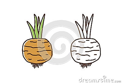 Cute colorful and monochrome turnip icon vector flat illustration. Natural organic radish with root and stem in line art Vector Illustration