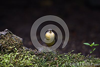 cute and beautiful rainforest birds of Thailand Stock Photo