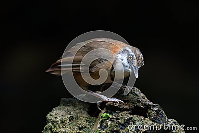 cute and beautiful rainforest birds of Thailand Stock Photo