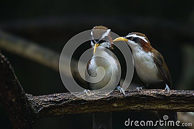 cute and beautiful rainforest birds of Thailand Stock Photo