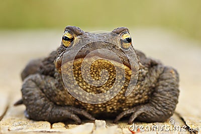 Cute common brown toad looking at the camera Stock Photo
