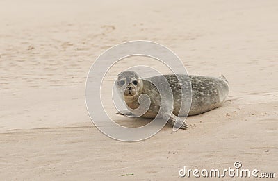 A cute Common Seal Phoca vitulina resting on a sandbank in Scotland when the tide was out. Stock Photo