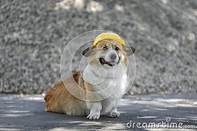 Construction dog corgi in a yellow hard hat sits on the repair site against the background of a pile of rubble and smiles Stock Photo