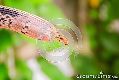 Cute copperhead racer snake, also known as radiated ratsnake, copperhead rat snake or copper-headed trinket snake is a nonvenomous Stock Photo