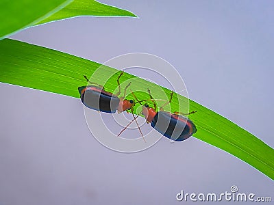 Cute couple Bugs love making, macro photography Stock Photo