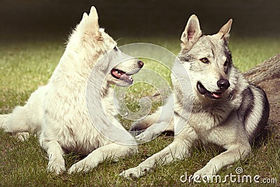 Cute couple of gray wolfdog and swiss white shepheard in spring park Stock Photo