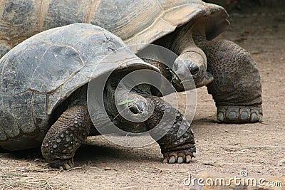 Cute Couple Of Tortoises Stock Photo