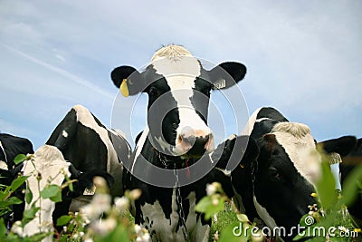 Cute cow Stock Photo