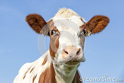 Cute cow head, red fur with droopy eyes and pink nose, lovely drooling Stock Photo