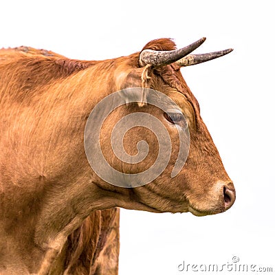 Cute cow portrait sideview Stock Photo