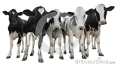 Cute cows on white background, banner design. Animal husbandry Stock Photo