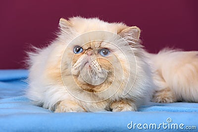 Cute cream colorpoint persian cat is lying on a blue bedspread Stock Photo