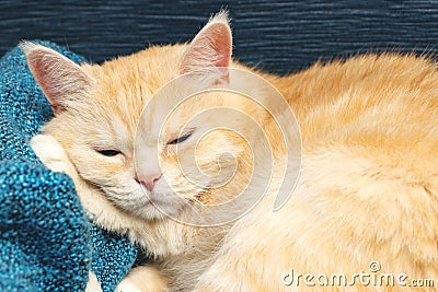 Cute cream tabby cat sleeping on a blue plaid Stock Photo