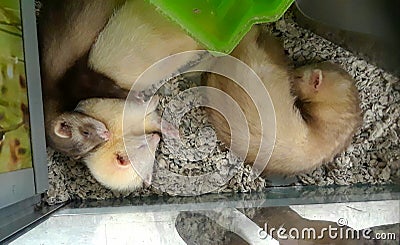 Cute cuddling ferrets 3 Stock Photo