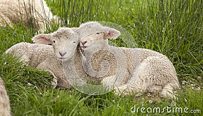 Cute cuddly fuzzy baby animals Spring lambs sheep siblings snuggling up together in green grass. They look like they are smiling. Stock Photo