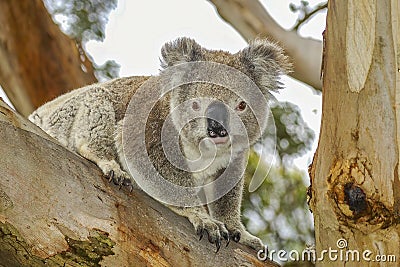 A cute, cuddly koala looking from a large branch of a native gum tree. Stock Photo