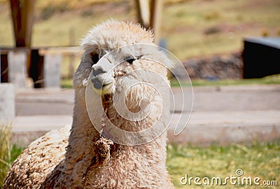 Cute and curious alpaca looking up Stock Photo