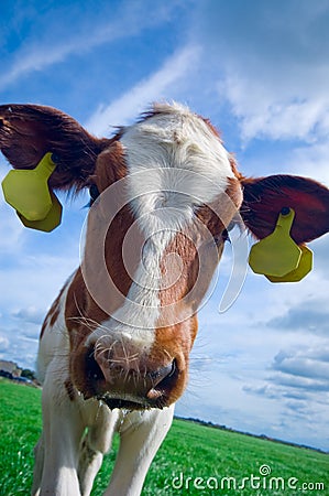Cute curious baby cow Stock Photo