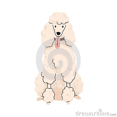 Cute curly dog of Royal Poodle breed. Canine animal, pet portrait, purebred doggy with curled hair, fur. Groomed pup Vector Illustration