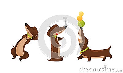 Cute Dachshund Character with Long Body and Collar Playing with Balls and Bone Vector Set Vector Illustration