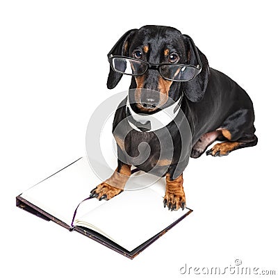 Cute dachshund dog, black and tan, in glasses and on open book, note pad, isolated on white background Stock Photo