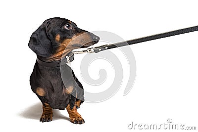 Cute dachshund dog, black and tan, waiting and begging to go for a walk with owner, pull the leash, isolated on white background Stock Photo