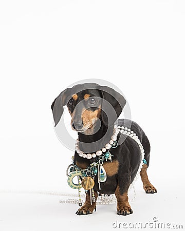 Cute dachshund drowning in bling wears pearls and jewelry isolated on white in the sudio Stock Photo