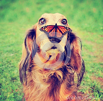 Cute dachshund at a local public park with a butterfly on his Stock Photo