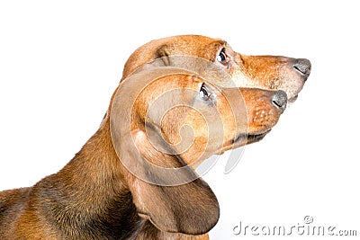 Cute dachshund puppies close-up Stock Photo