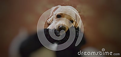 Cute dachshund puppy getting sleepy. Stock Photo