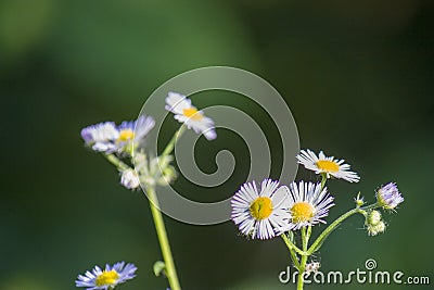 cute daisies close up on a blurred natural background Stock Photo