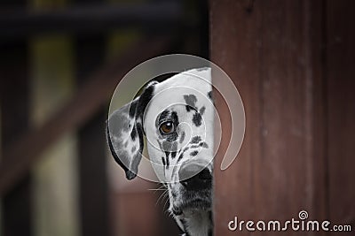 Cute dalmatian dog playing outdoor and hiding Stock Photo