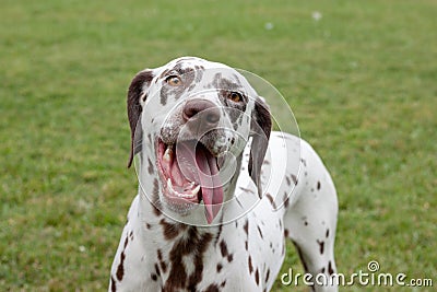 Cute dalmatian puppy with lolling tongue is standing on a spring meadow. Pet animals. Stock Photo