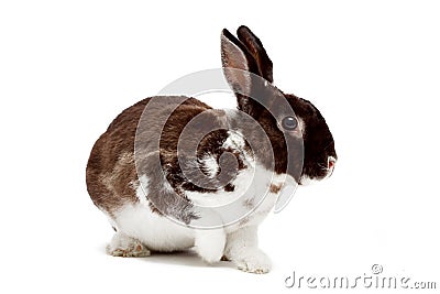 Cute dappled rabbit Stock Photo