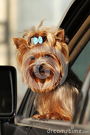 Cute decorative dog Yorkshire Terrier looks out the window of th Stock Photo