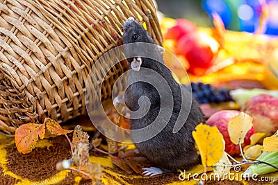 Cute decorative rats are the symbol of 2020. Harvest pumpkins, apples and homemade pet rat Stock Photo
