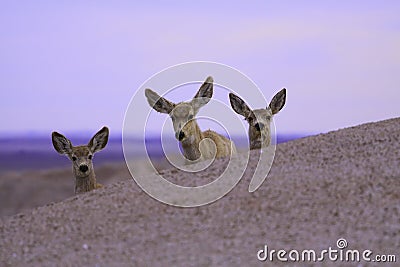 Cute deer Stock Photo