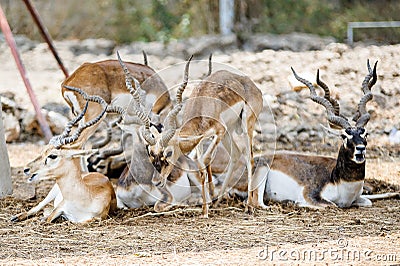 Cute deer Stock Photo