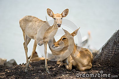 Cute deer Stock Photo