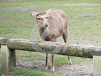 Cute deer in Nara Park Stock Photo
