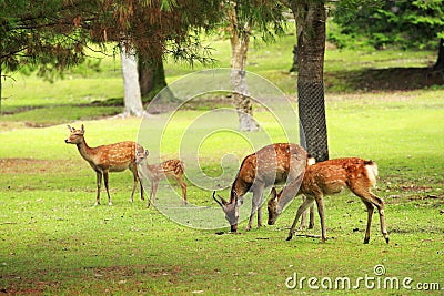 Cute deer in Nara Park Stock Photo