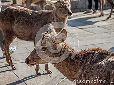 Deer walking around Nara Park infront of Nandaimon gate to Todaiji, Nara, Japan Stock Photo