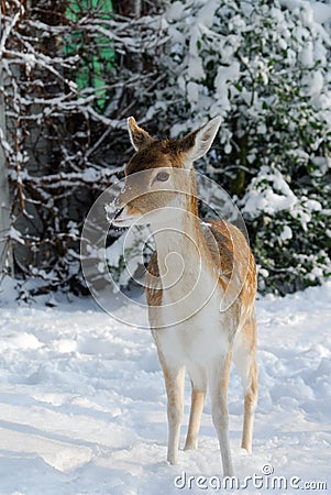 Cute deer in winter Stock Photo