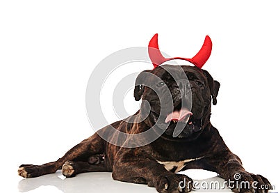 Cute devil black boxer waking up Stock Photo