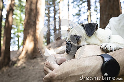 Cute dog in the arms of a young man in the forest. Calm cute dog enjoying the forest. Pug lying on a person`s lap. Portrait of a p Stock Photo