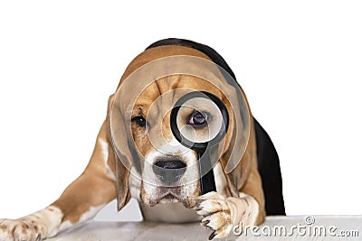 Cute dog beagle looks attentively in a magnifying glass Stock Photo