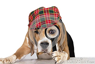 Cute dog beagle looks attentively in a magnifying glass Stock Photo