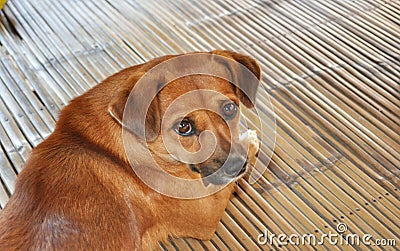 Cute dog with big eyes Stock Photo