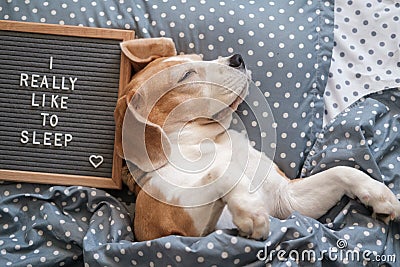 Cute dog breed beagle funny sleeping on the pillow under the blanket Stock Photo